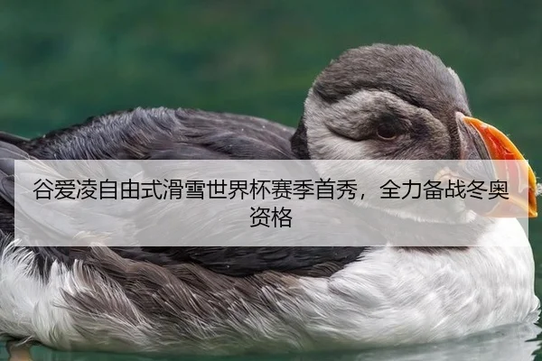 谷爱凌自由式滑雪世界杯赛季首秀，全力备战冬奥资格